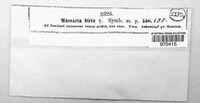 Karstenula hirta image